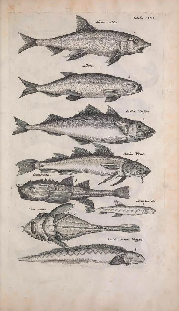 An illustration from Historiae naturalis de quadrupedibus libri : cum aeneis figuris, 1657, leaf 265
