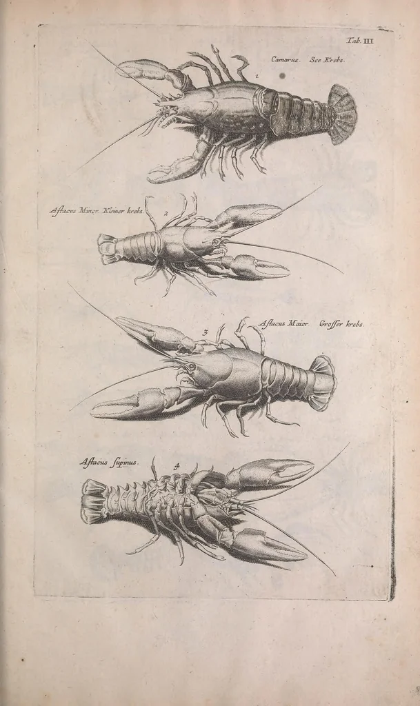 An illustration from Historiae naturalis de quadrupedibus libri : cum aeneis figuris, 1657, leaf 333