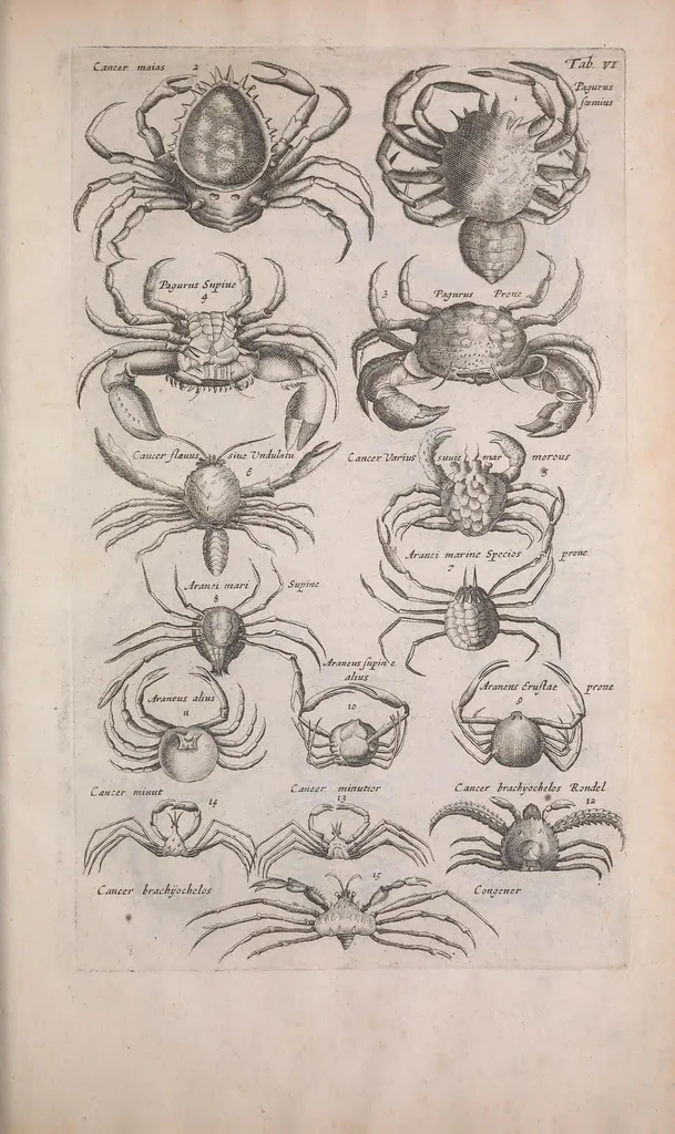 An illustration from Historiae naturalis de quadrupedibus libri : cum aeneis figuris, 1657, leaf 339