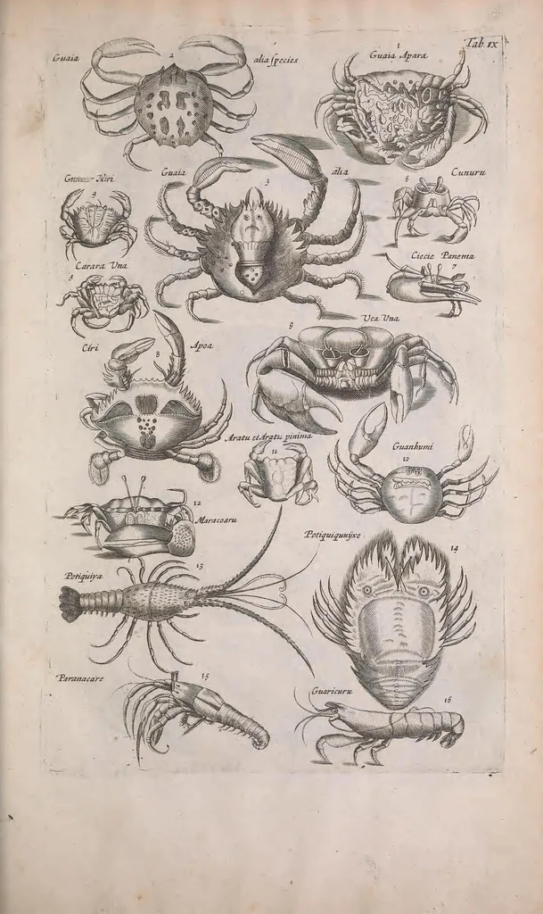 An illustration from Historiae naturalis de quadrupedibus libri : cum aeneis figuris, 1657, leaf 345