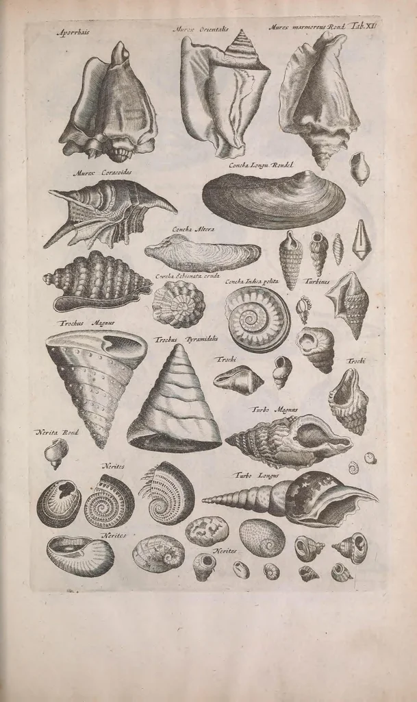 An illustration from Historiae naturalis de quadrupedibus libri : cum aeneis figuris, 1657, leaf 351