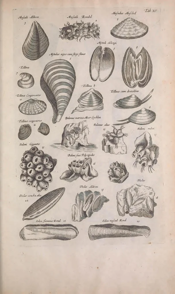 An illustration from Historiae naturalis de quadrupedibus libri : cum aeneis figuris, 1657, leaf 357