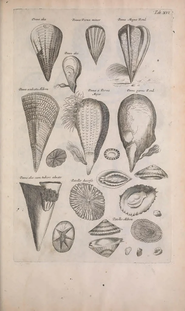 An illustration from Historiae naturalis de quadrupedibus libri : cum aeneis figuris, 1657, leaf 359