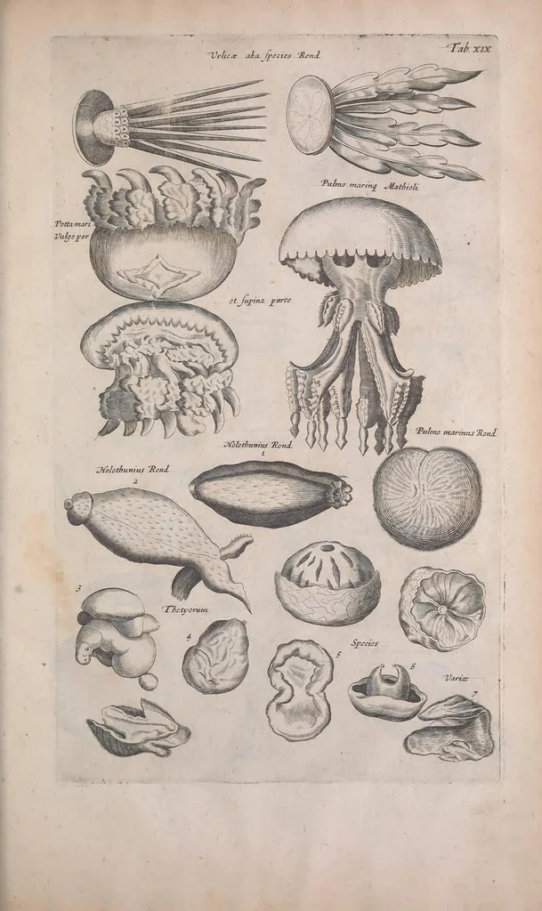 An illustration from Historiae naturalis de quadrupedibus libri : cum aeneis figuris, 1657, leaf 365