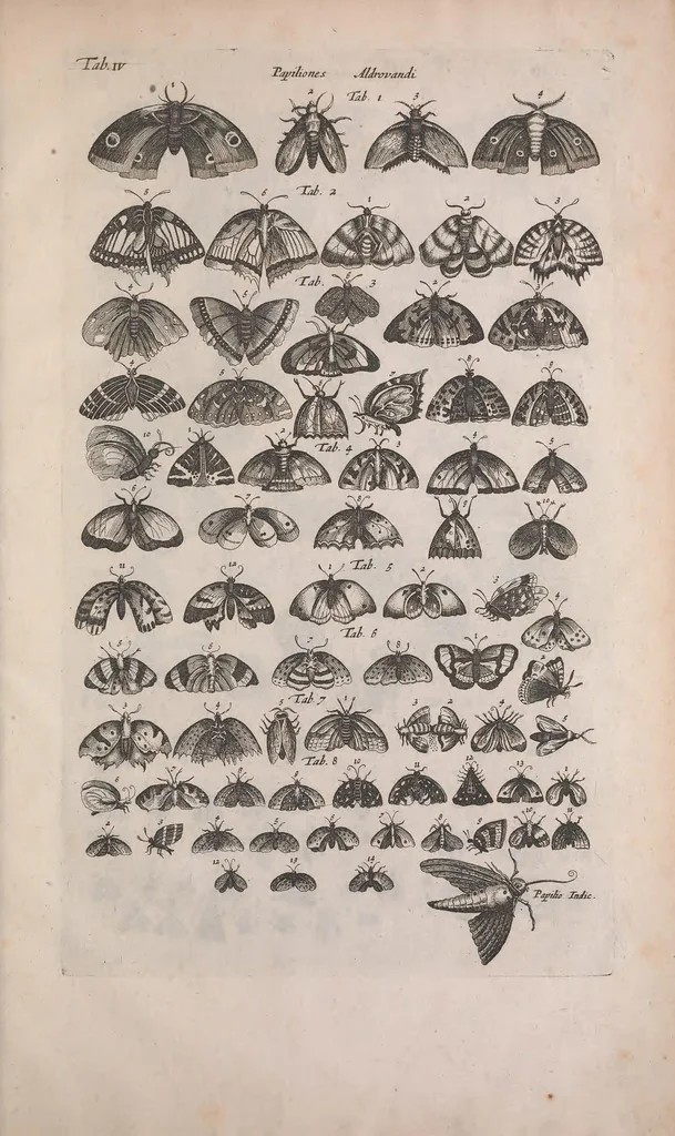 An illustration from Historiae naturalis de quadrupedibus libri : cum aeneis figuris, 1657, leaf 595