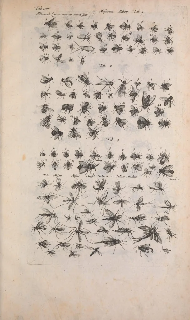 An illustration from Historiae naturalis de quadrupedibus libri : cum aeneis figuris, 1657, leaf 603