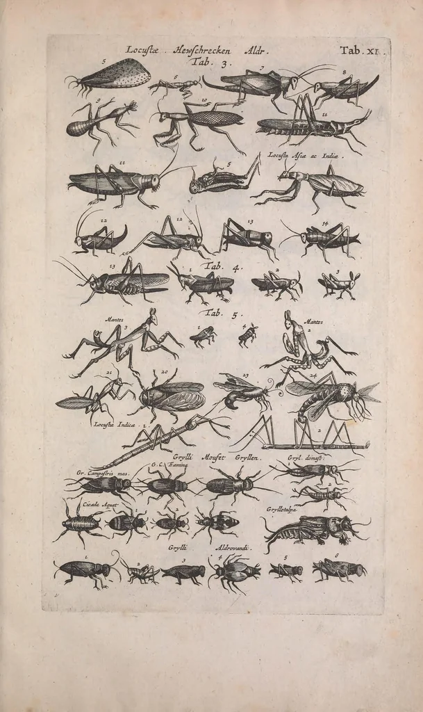 An illustration from Historiae naturalis de quadrupedibus libri : cum aeneis figuris, 1657, leaf 609
