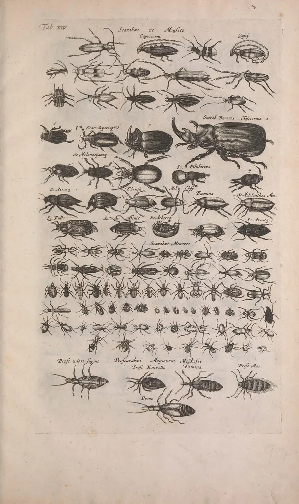 An illustration from Historiae naturalis de quadrupedibus libri : cum aeneis figuris, 1657, leaf 615