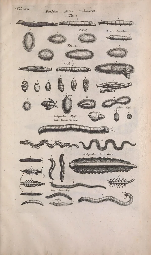 An illustration from Historiae naturalis de quadrupedibus libri : cum aeneis figuris, 1657, leaf 633