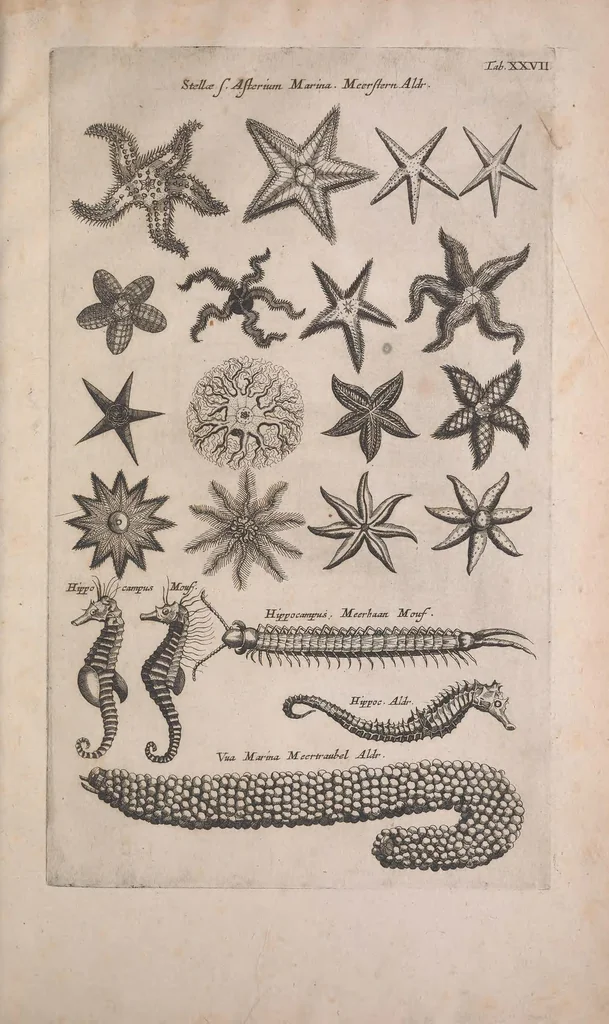 An illustration from Historiae naturalis de quadrupedibus libri : cum aeneis figuris, 1657, leaf 641