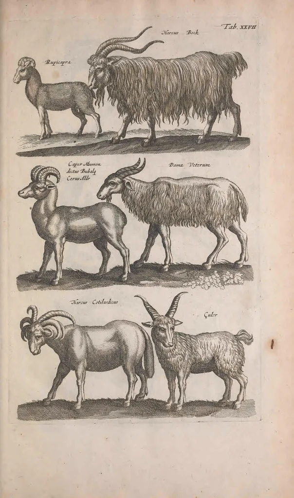 An illustration from Historiae naturalis de quadrupedibus libri : cum aeneis figuris, 1657, leaf 121