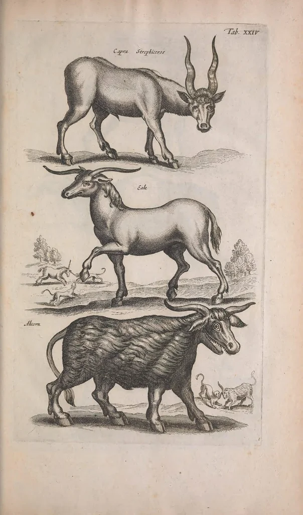 An illustration from Historiae naturalis de quadrupedibus libri : cum aeneis figuris, 1657, leaf 127