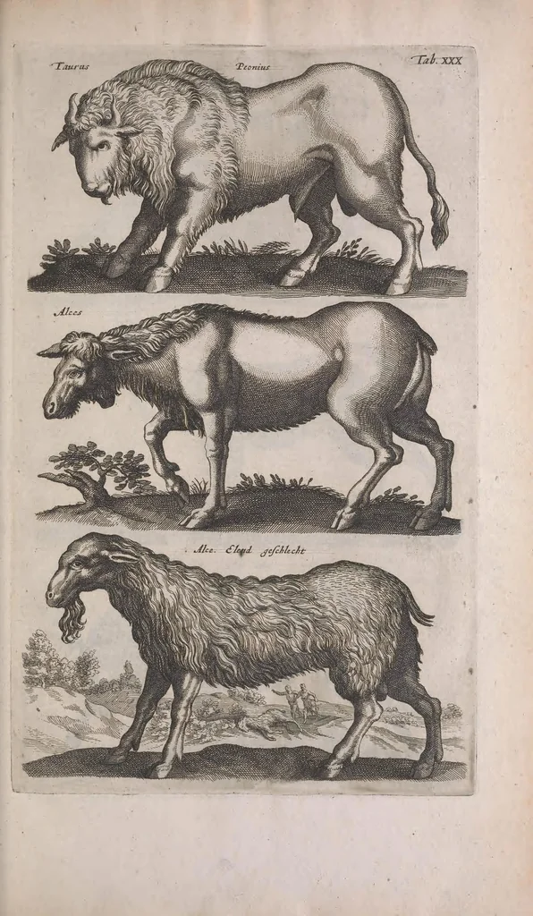 An illustration from Historiae naturalis de quadrupedibus libri : cum aeneis figuris, 1657, leaf 147