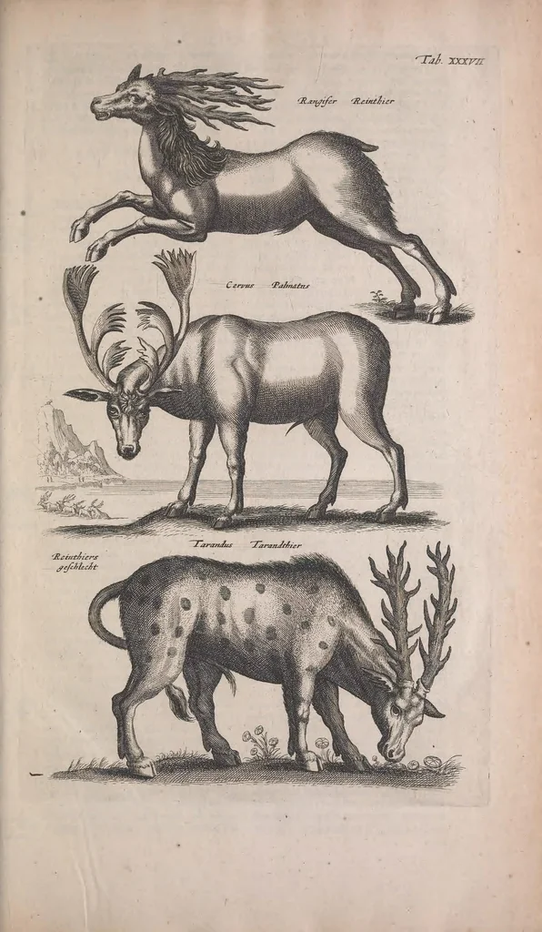 An illustration from Historiae naturalis de quadrupedibus libri : cum aeneis figuris, 1657, leaf 151