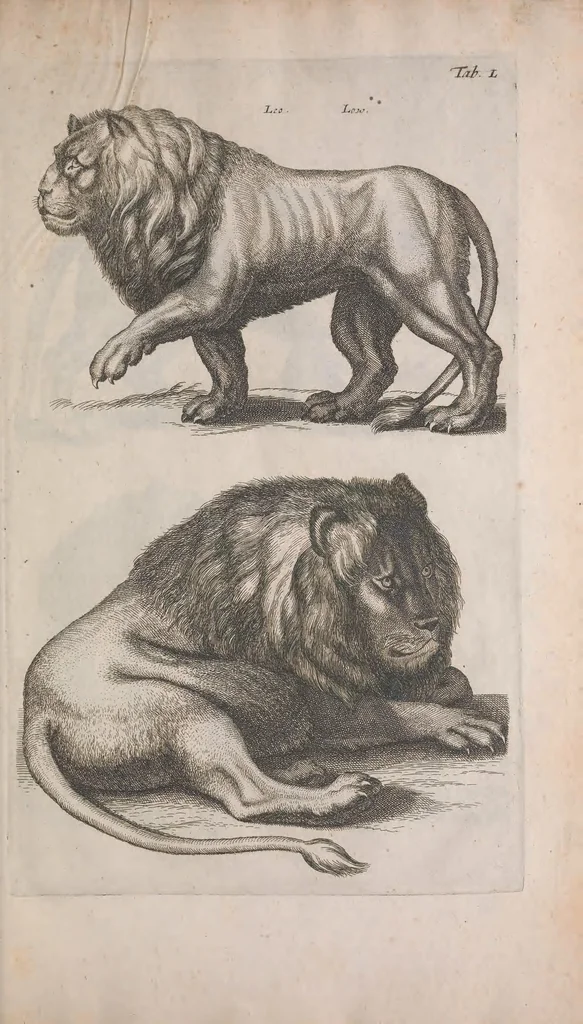 An illustration from Historiae naturalis de quadrupedibus libri : cum aeneis figuris, 1657, leaf 189