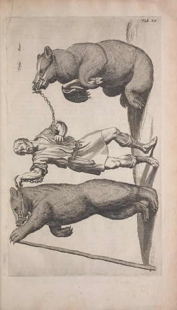 An illustration from Historiae naturalis de quadrupedibus libri : cum aeneis figuris, 1657, leaf 209