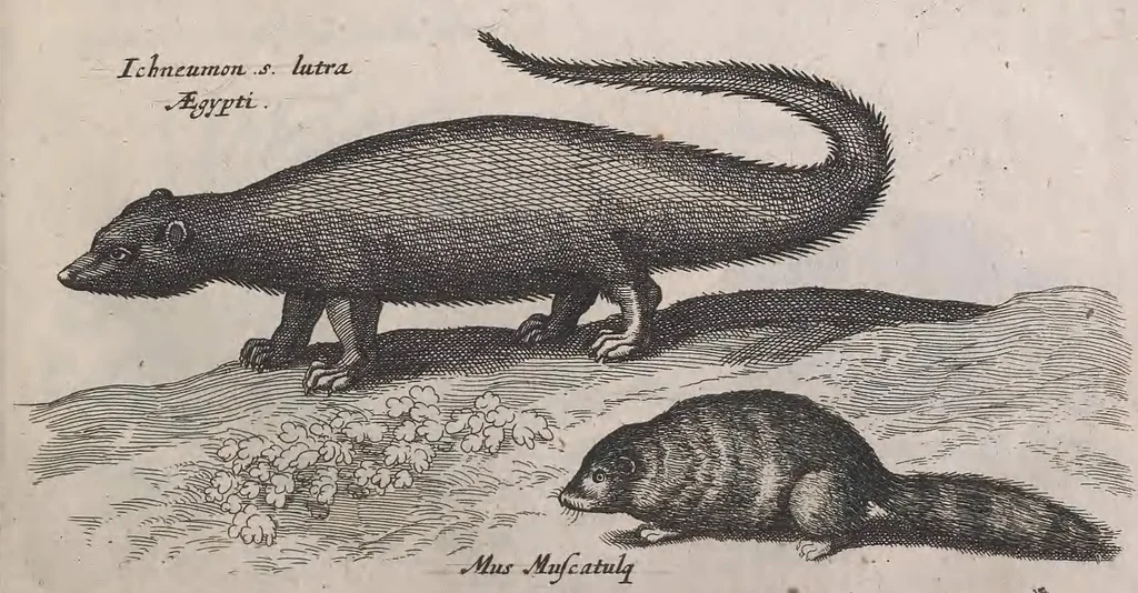 An illustration from Historiae naturalis de quadrupedibus libri : cum aeneis figuris, 1657, leaf 247