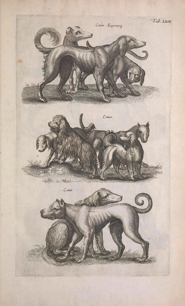 An illustration from Historiae naturalis de quadrupedibus libri : cum aeneis figuris, 1657, leaf 275