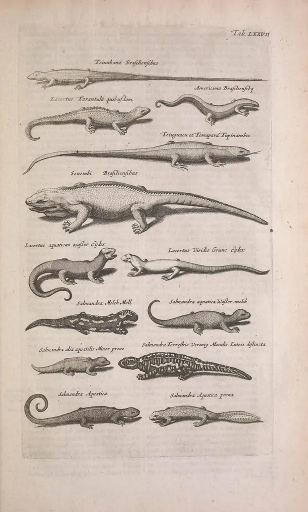 An illustration from Historiae naturalis de quadrupedibus libri : cum aeneis figuris, 1657, leaf 301