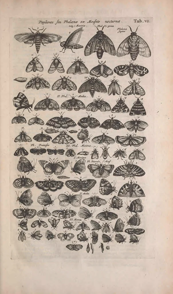 An illustration from Historiae naturalis de quadrupedibus libri : cum aeneis figuris, 1657, leaf 395