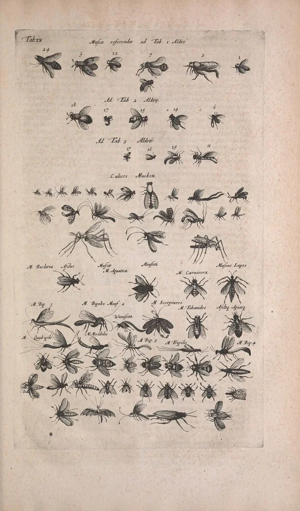 An illustration from Historiae naturalis de quadrupedibus libri : cum aeneis figuris, 1657, leaf 415