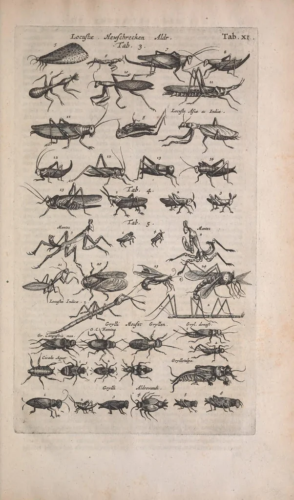 An illustration from Historiae naturalis de quadrupedibus libri : cum aeneis figuris, 1657, leaf 429