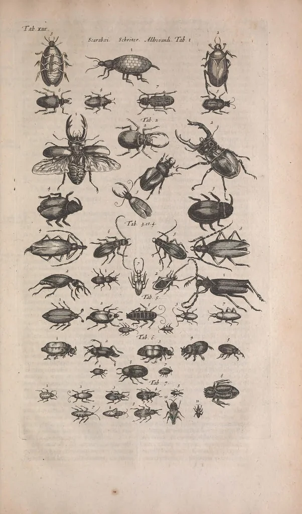 An illustration from Historiae naturalis de quadrupedibus libri : cum aeneis figuris, 1657, leaf 437