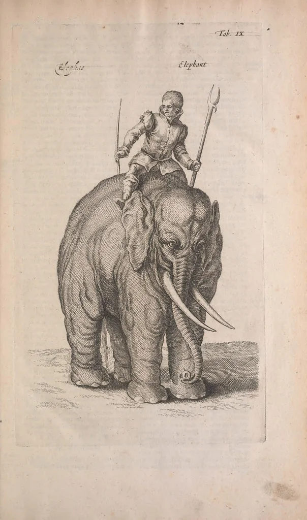 An illustration from Historiae naturalis de quadrupedibus libri : cum aeneis figuris, 1657, leaf 49