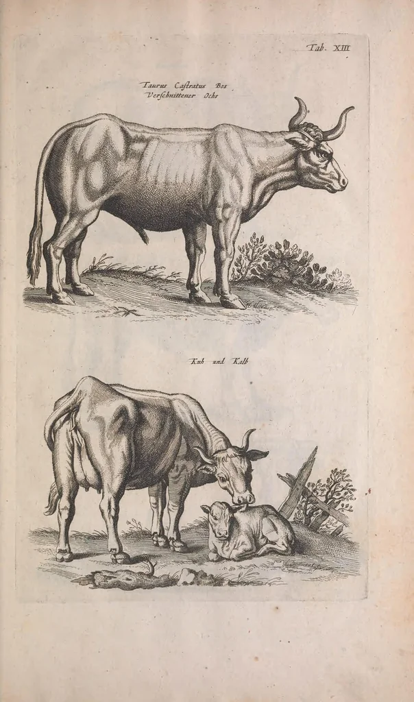 An illustration from Historiae naturalis de quadrupedibus libri : cum aeneis figuris, 1657, leaf 59