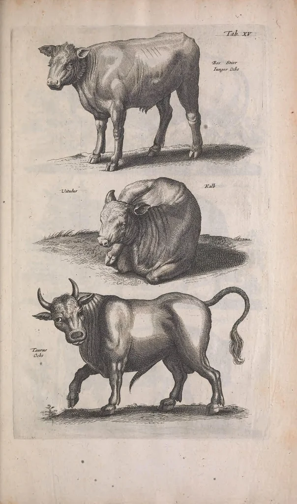 An illustration from Historiae naturalis de quadrupedibus libri : cum aeneis figuris, 1657, leaf 79
