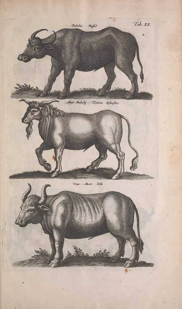 An illustration from Historiae naturalis de quadrupedibus libri : cum aeneis figuris, 1657, leaf 89