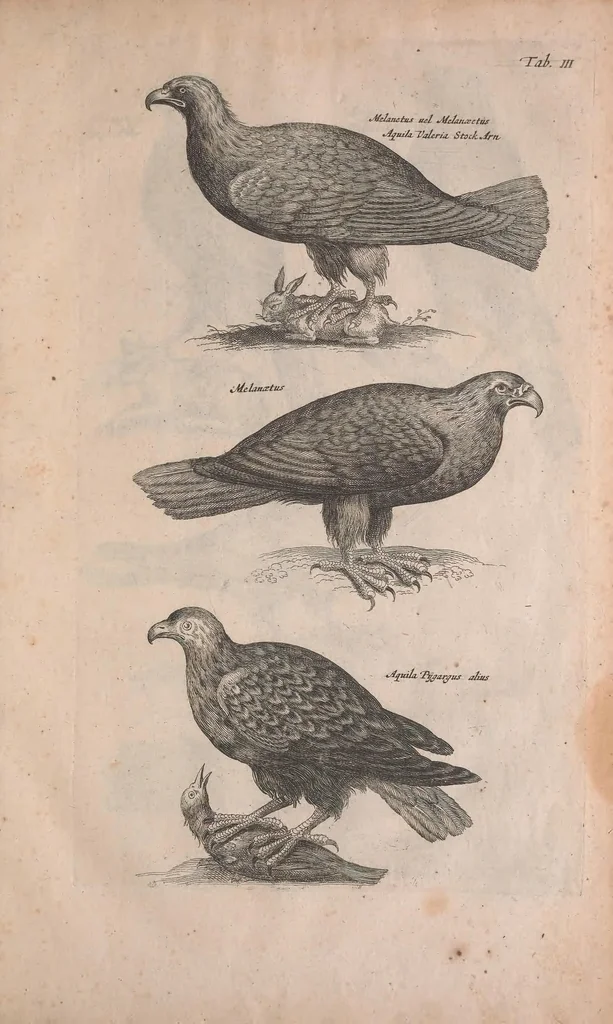 An illustration from Historiae naturalis de quadrupedibus libri : cum aeneis figuris, 1657, leaf 191