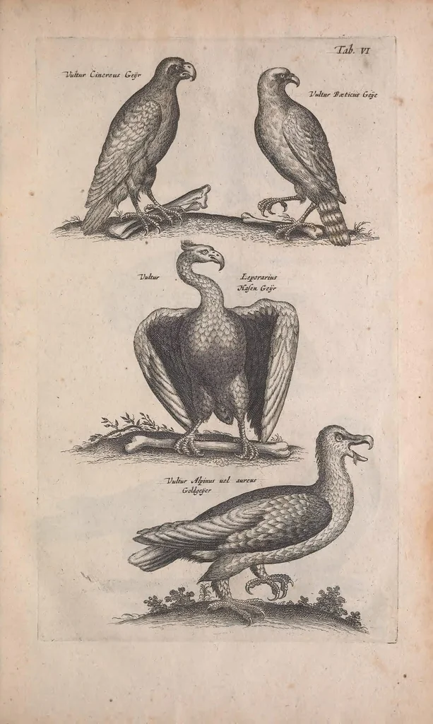An illustration from Historiae naturalis de quadrupedibus libri : cum aeneis figuris, 1657, leaf 197