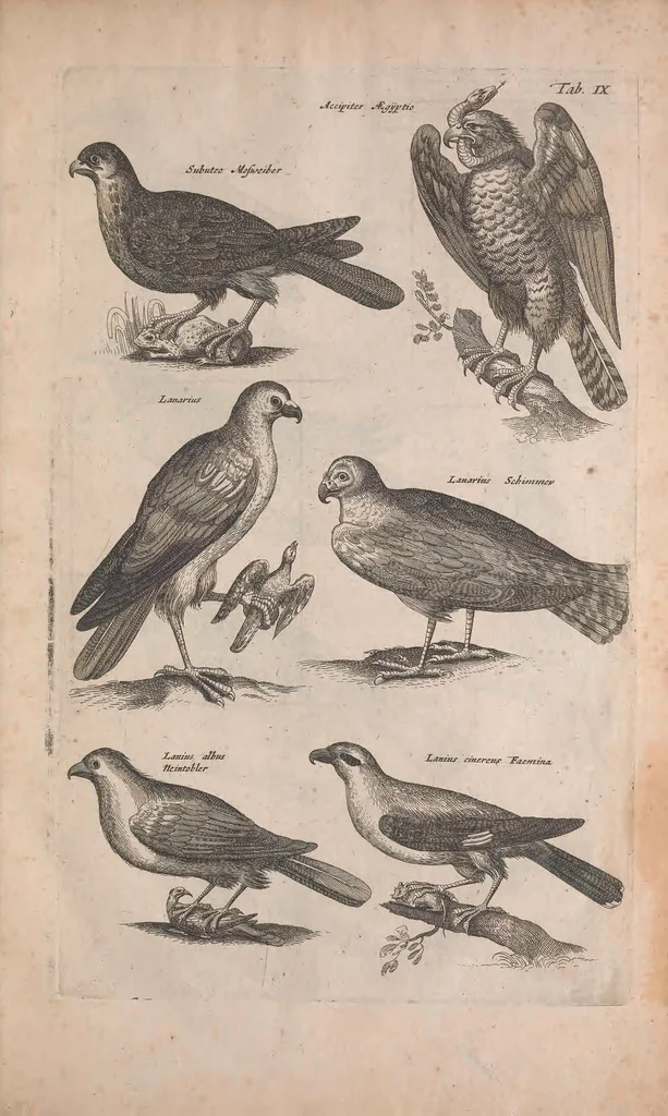 An illustration from Historiae naturalis de quadrupedibus libri : cum aeneis figuris, 1657, leaf 203