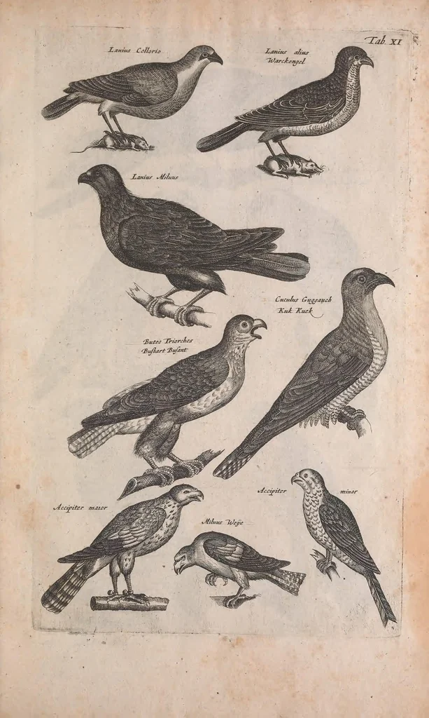An illustration from Historiae naturalis de quadrupedibus libri : cum aeneis figuris, 1657, leaf 207