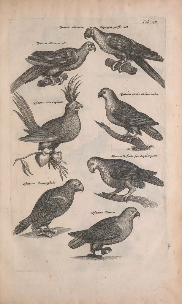 An illustration from Historiae naturalis de quadrupedibus libri : cum aeneis figuris, 1657, leaf 215