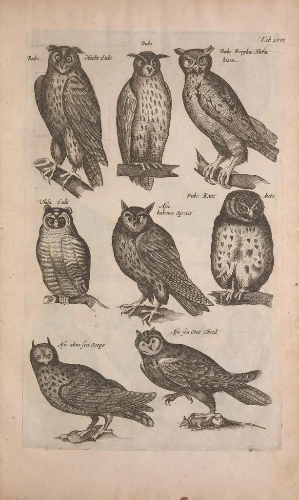 An illustration from Historiae naturalis de quadrupedibus libri : cum aeneis figuris, 1657, leaf 221