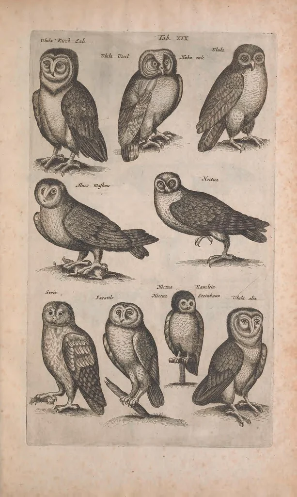 An illustration from Historiae naturalis de quadrupedibus libri : cum aeneis figuris, 1657, leaf 223