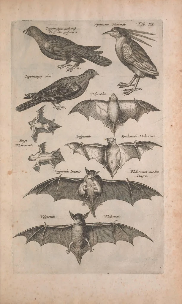 An illustration from Historiae naturalis de quadrupedibus libri : cum aeneis figuris, 1657, leaf 225