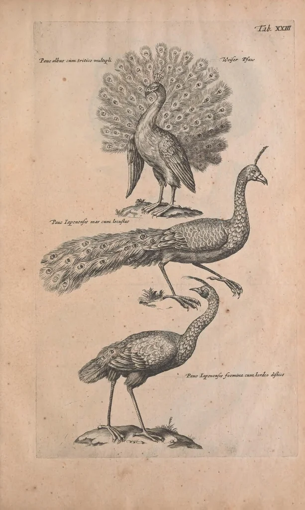 An illustration from Historiae naturalis de quadrupedibus libri : cum aeneis figuris, 1657, leaf 231