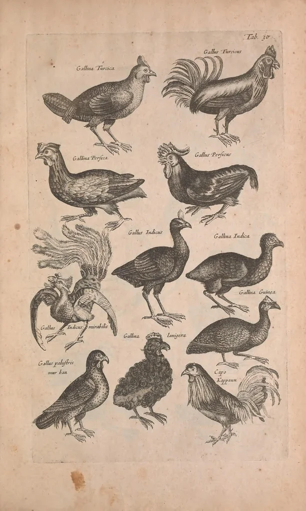 An illustration from Historiae naturalis de quadrupedibus libri : cum aeneis figuris, 1657, leaf 245