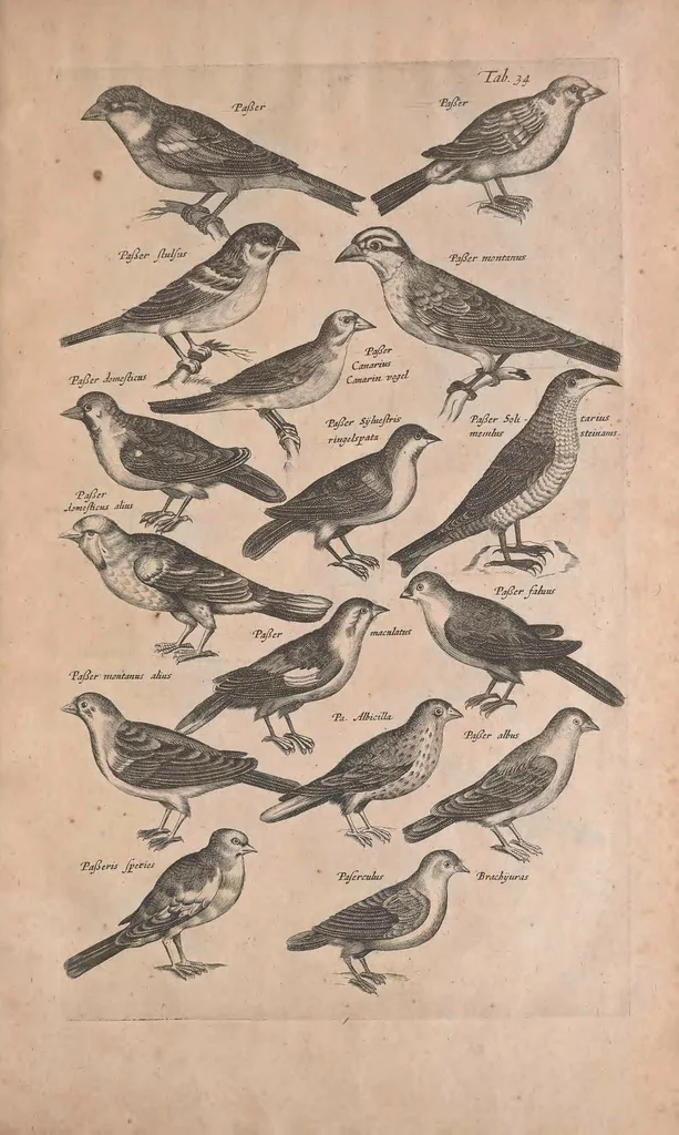 An illustration from Historiae naturalis de quadrupedibus libri : cum aeneis figuris, 1657, leaf 253