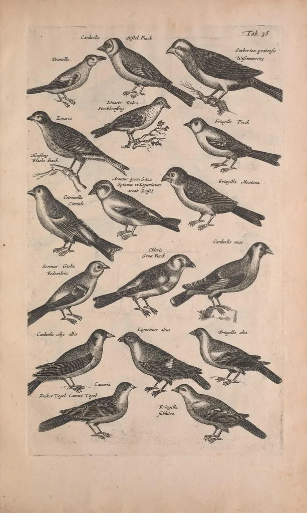 An illustration from Historiae naturalis de quadrupedibus libri : cum aeneis figuris, 1657, leaf 257