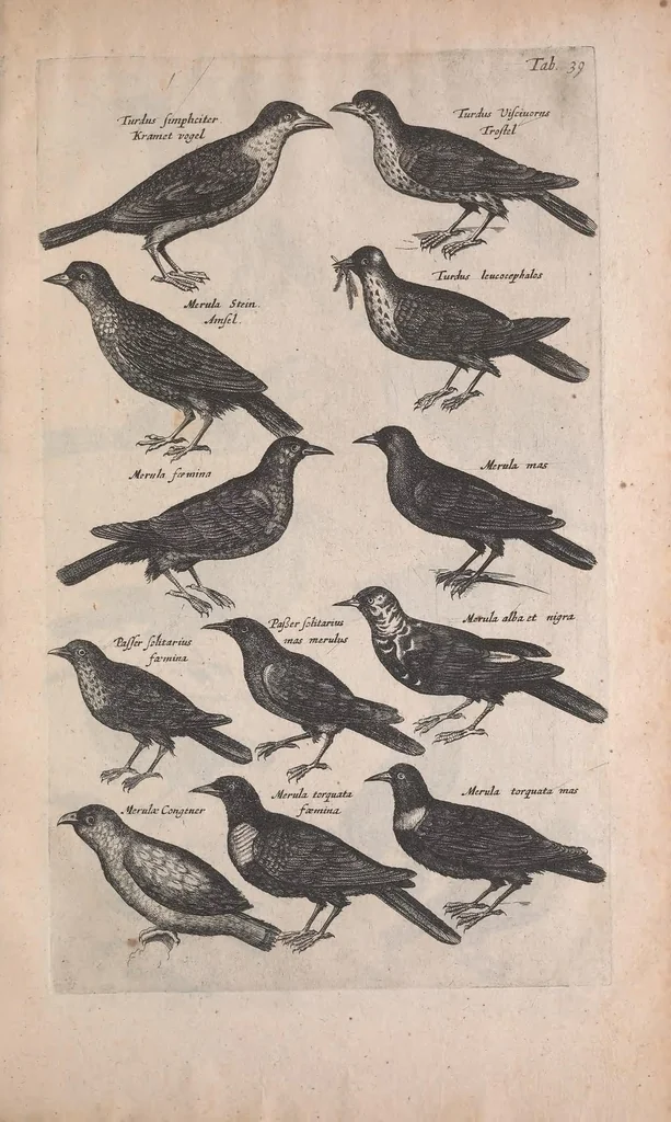 An illustration from Historiae naturalis de quadrupedibus libri : cum aeneis figuris, 1657, leaf 263