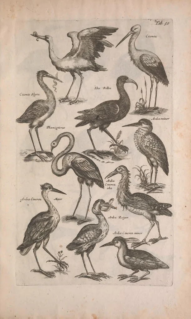 An illustration from Historiae naturalis de quadrupedibus libri : cum aeneis figuris, 1657, leaf 285
