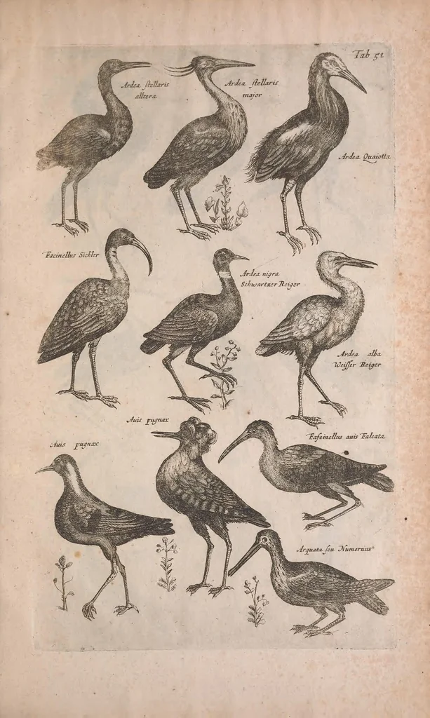 An illustration from Historiae naturalis de quadrupedibus libri : cum aeneis figuris, 1657, leaf 287