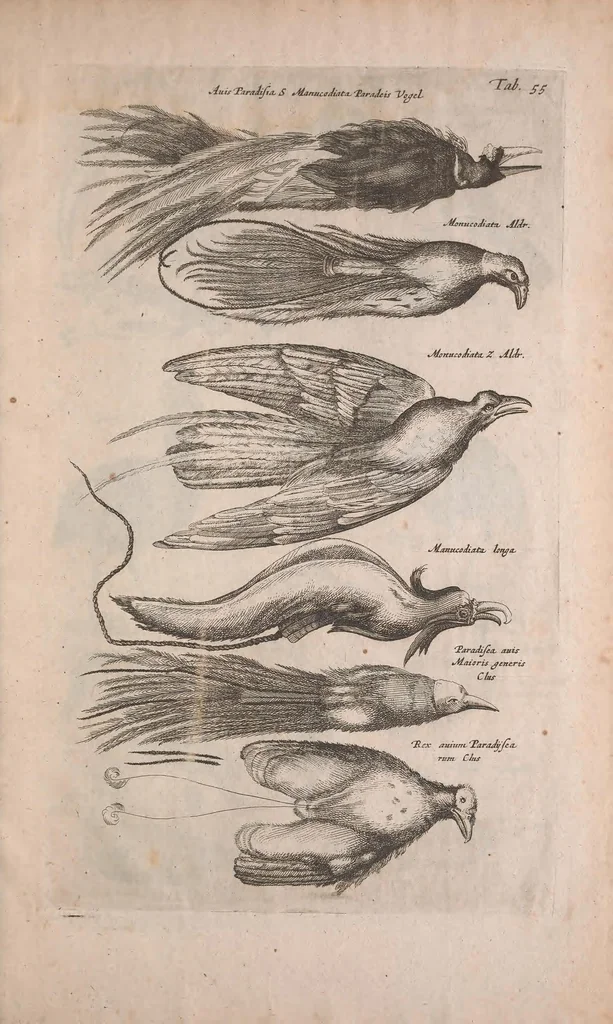 An illustration from Historiae naturalis de quadrupedibus libri : cum aeneis figuris, 1657, leaf 295