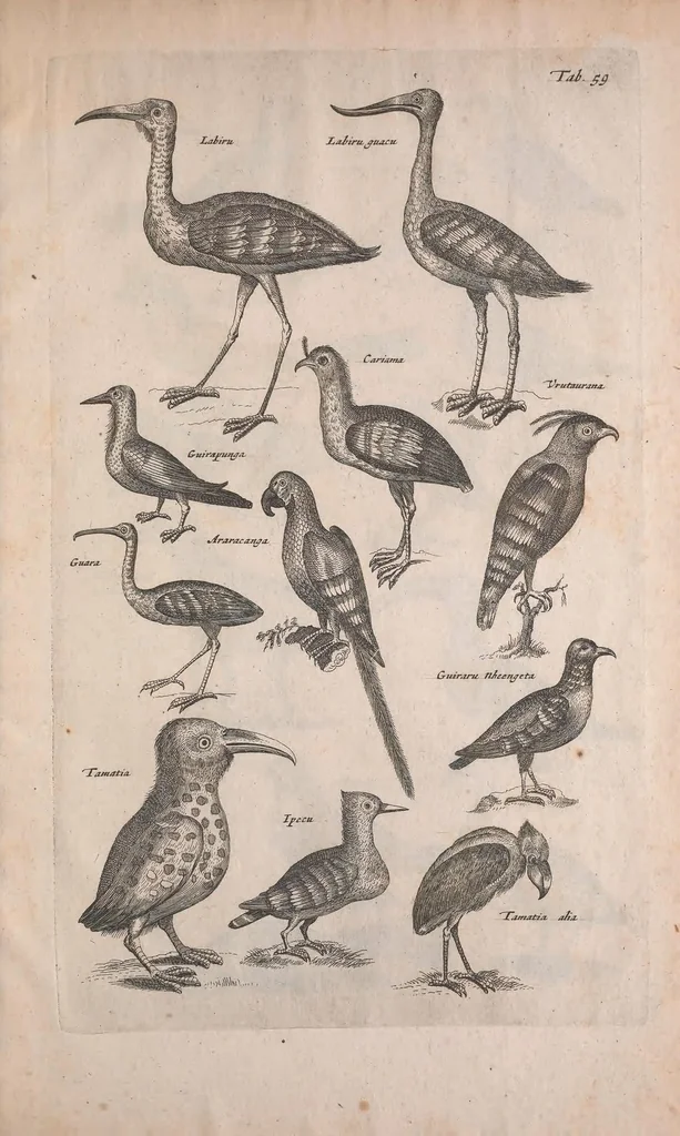 An illustration from Historiae naturalis de quadrupedibus libri : cum aeneis figuris, 1657, leaf 303