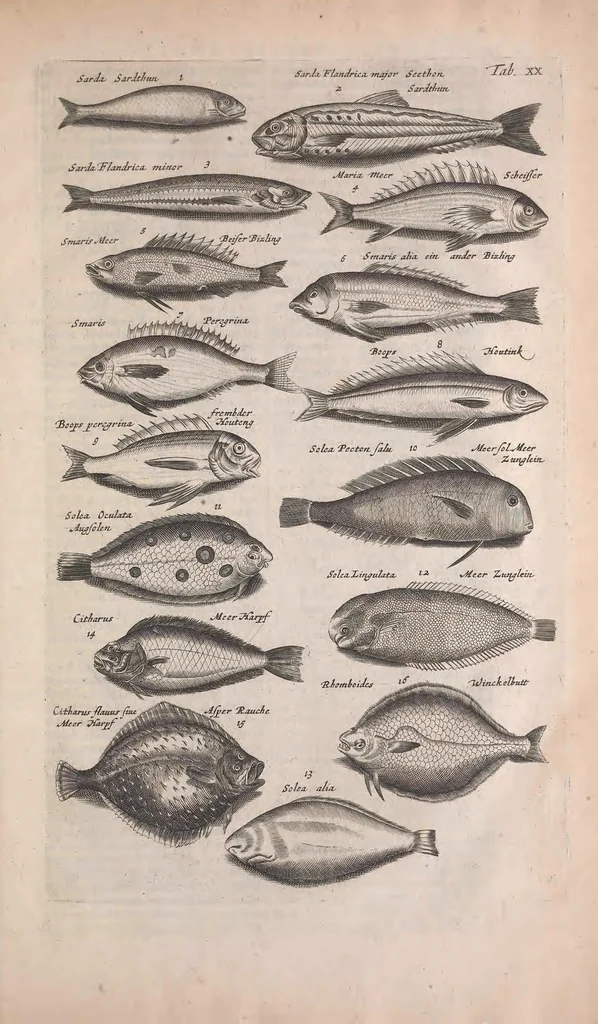 An illustration from Historiae naturalis de quadrupedibus libri : cum aeneis figuris, 1657, leaf 103