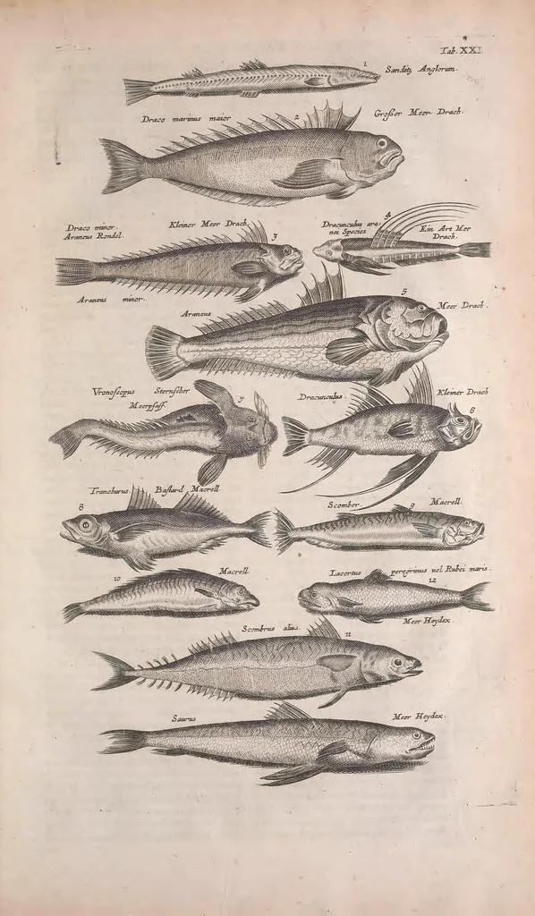 An illustration from Historiae naturalis de quadrupedibus libri : cum aeneis figuris, 1657, leaf 115